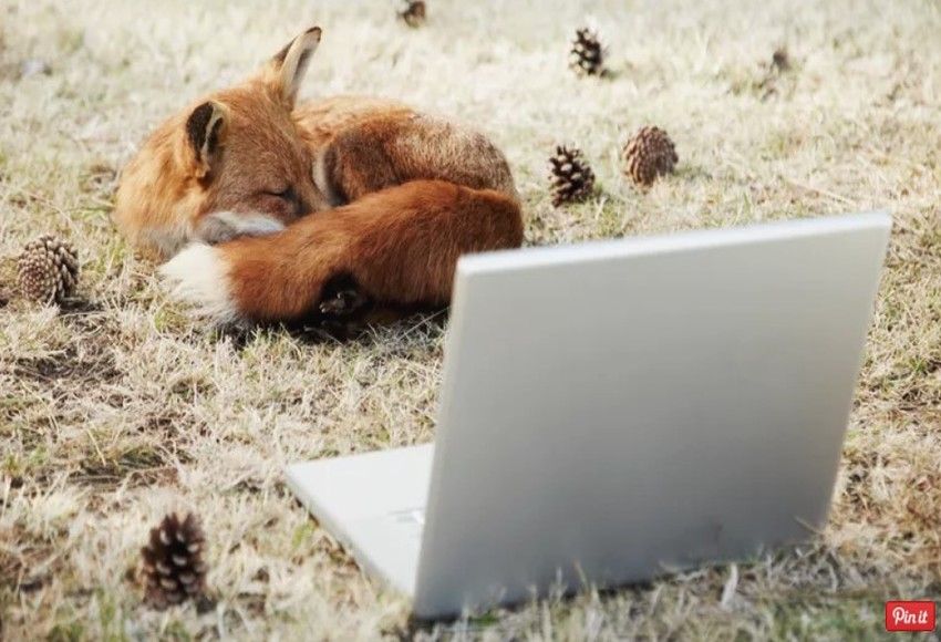 Laptop with a fox laying in fromt