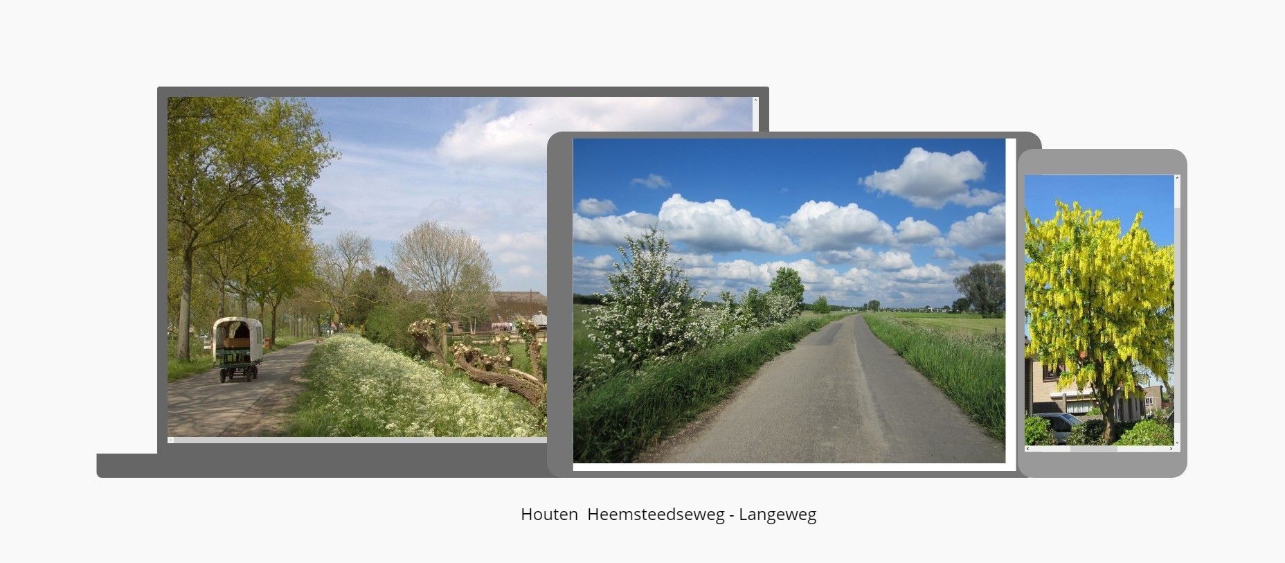 Heemsteedseweg - Langeweg - Golden rain tree